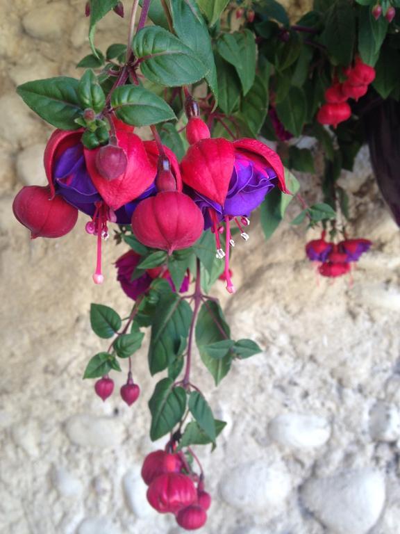 Domaine De Bertrandy Bed and Breakfast Allemagne-en-Provence Εξωτερικό φωτογραφία